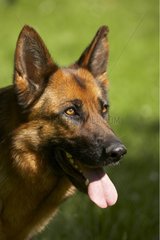 Porträt eines keuchenden deutschen Schäferhundes