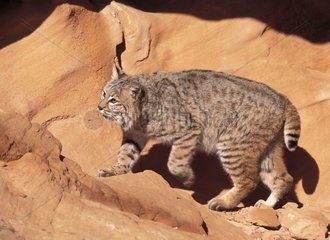 Bobcat going on rock the USA