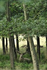 Hirsche im Wald im Park Dyrehaven Dänemark liegen