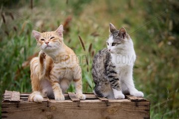 Two Cats sat on a wooden box