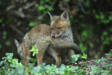 Fox cubs playing out of the burrow Yonne France