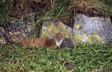 Weasel near their burrows in the rocks United Kingdom