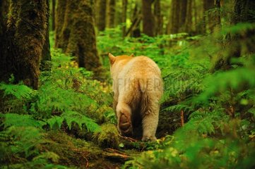 Kermode bear walking in the Wet temperate forest Canada
