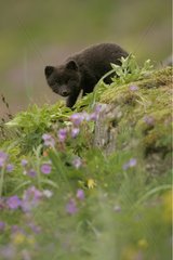 Distrustful Arctic fox cub watching with curiosity Iceland