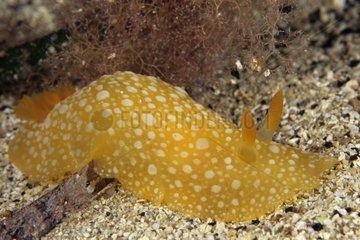 Dorid Nudibranch South-Australia