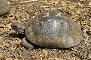 Asia Minor spur-thighed tortoise walking