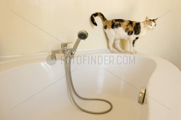 Alley cat at the bath-tub's edge France
