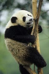 Young Giant panda in a tree with Chengdu Sichun China