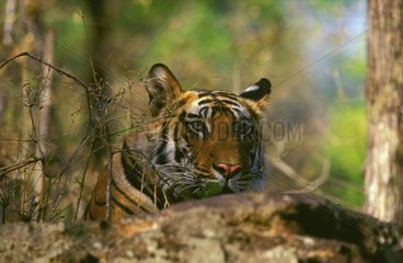 Junger männlicher Bengal Tiger PN Bandhavgarth Indien
