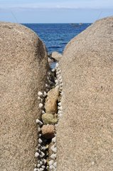 Limpets auf Felsen in der NÃ¤he des Manche Cosqueville Frankreich