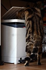 Cat raising the lid of a dustbin in a kitchen France