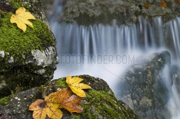 Autumn fallen leaves and stream France