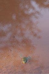 Grüner Frosch in einem Teich Frankreich