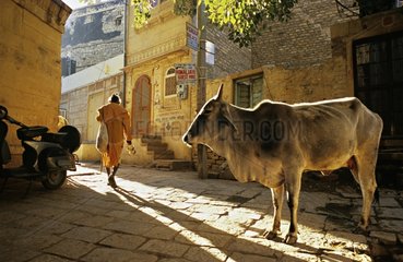 Heilige Kuh in den StraÃŸen von Jaisalmer Rajasthan India