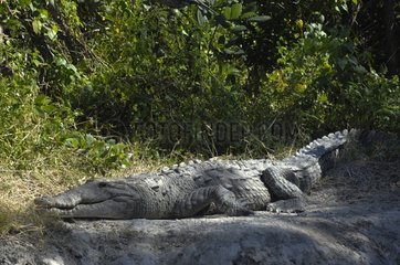Zentralamerikanischer Alligator  der sich auf einem schattigen Rock USA bewegt