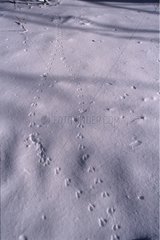 Prints in the snow of paws of Yellow-necked mouse