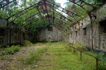 Ruins of the St. Joseph prison overrun by vegetation