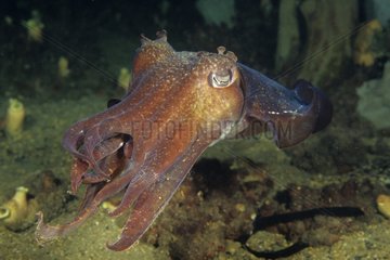 Giant Cuttlefish Australia SA
