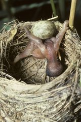 Young Cuckoo ejecting of the nest eggs remaining France