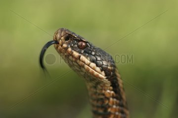 Viper female adder feeling with its language Netherlands