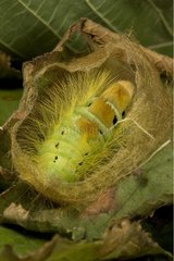 Pale Tussock caterpillar just having weaved its cocoon