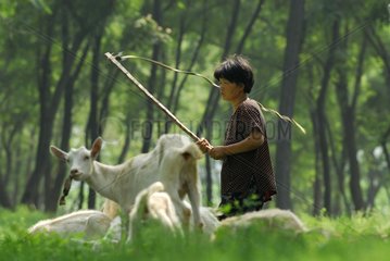 Shepherdess carrying out her goats