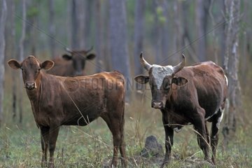 Wild cows in a forest during the season dries