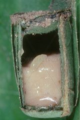 Larva of Bee mégachile in its nest of sheets