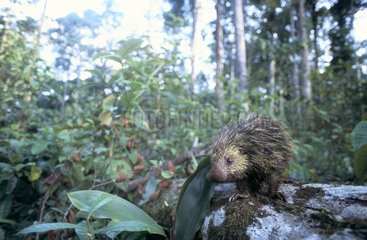 Black-tailed Hairy Dwarf Porcupine French Guiana