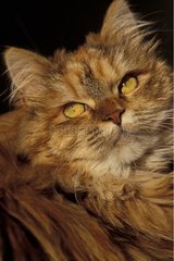 Portrait d'un chat Persan aux yeux couleurs d'or