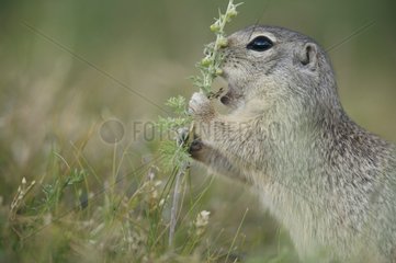 Tien Shan ground squirrel eating Kyrgyzstan