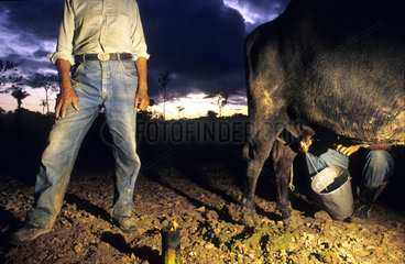 Amazon  Brazil. Cattle raising. Buffalo milk  worker milking buffalo in dawn.