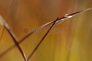 Spinne auf einem Stiel in einem Moor Frankreich getarnt