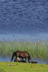 Horse drinking at the edge of a pond Connemara Ireland
