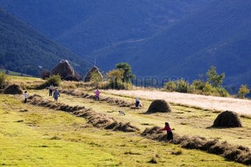 Bauern machen den Hays Mountain of Carpates Rumänien