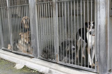 Hunde in einem Spa -Zufluchtsort Frankreich
