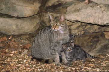 Chatte sauvage et ses chatons Bayerischer Wald