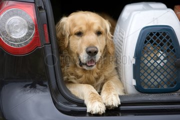 Hund in einem Auto mit Koffer mit Katze Frankreich