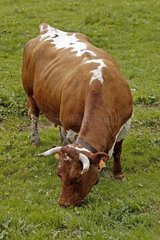 Cow of Vosgean race grazing in the Hautes-Vosges