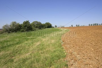 Grasstreifen entlang eines Feldes Frankreich