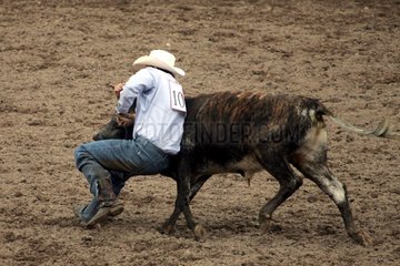 Bulldoggen während der Frontier Days Cheyenne USA