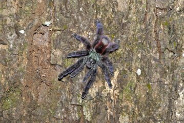Antilles pinktoe tarantula on a trunk in Martinique Island