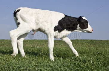 Veal Holstein newborn taking his first steps