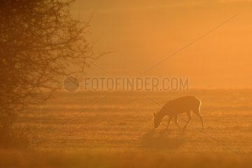 European Roe deer female in the sunrise in a meadow