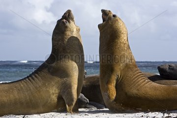 Young Northern elephant seals playing in Falkland Islands