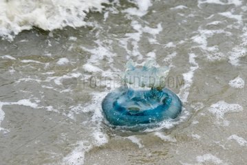Jellyfish failed on a beach of the North Sea Netherlands