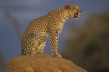 Leopard laid down on a branch Africa