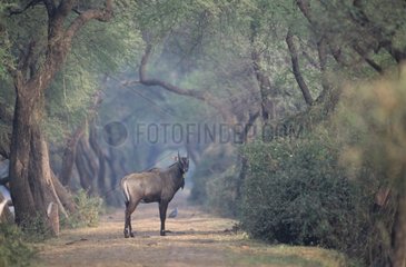 Male Antelope Keoladeo Ghana NP India
