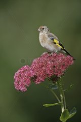 Young Goldfinch on a flower United-Kingdom