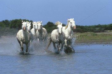 Camargue -Pferde im Wasser in Frankreich